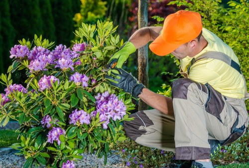 Thick, healthy grass after professional lawn care treatment