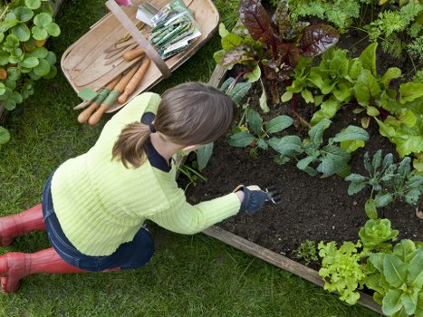 Aeration and moss control for a suburban lawn