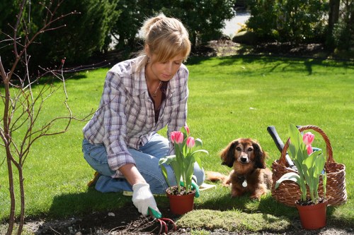 Regular hedge maintenance improving a New Eltham home garden