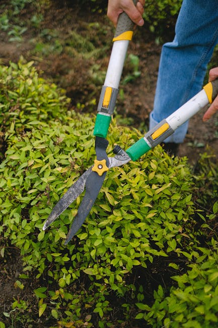 A person with blue jeans is using a pair of large pruning shears with yellow and green handles to trim a dense, low-growing hedge with small, bright green leaves. The garden setting features a neatly 